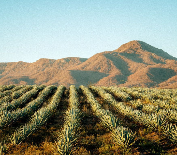 Blue agave fields